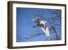 USA, Florida, Orlando. Great Egret at Gatorland.-Lisa S. Engelbrecht-Framed Photographic Print
