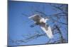 USA, Florida, Orlando. Great Egret at Gatorland.-Lisa S. Engelbrecht-Mounted Photographic Print