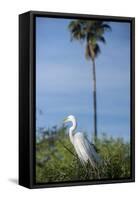 USA, Florida, Orlando. Great Egret at Gatorland.-Lisa S. Engelbrecht-Framed Stretched Canvas