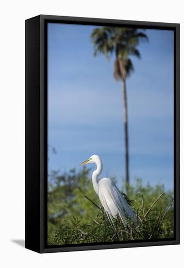 USA, Florida, Orlando. Great Egret at Gatorland.-Lisa S. Engelbrecht-Framed Stretched Canvas