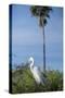 USA, Florida, Orlando. Great Egret at Gatorland.-Lisa S. Engelbrecht-Stretched Canvas