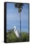 USA, Florida, Orlando. Great Egret at Gatorland.-Lisa S. Engelbrecht-Framed Stretched Canvas