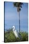 USA, Florida, Orlando. Great Egret at Gatorland.-Lisa S. Engelbrecht-Stretched Canvas