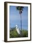 USA, Florida, Orlando. Great Egret at Gatorland.-Lisa S. Engelbrecht-Framed Photographic Print