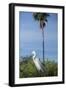 USA, Florida, Orlando. Great Egret at Gatorland.-Lisa S. Engelbrecht-Framed Photographic Print