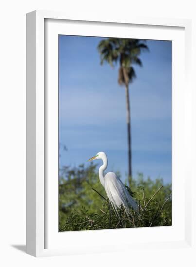 USA, Florida, Orlando. Great Egret at Gatorland.-Lisa S. Engelbrecht-Framed Photographic Print