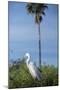 USA, Florida, Orlando. Great Egret at Gatorland.-Lisa S. Engelbrecht-Mounted Photographic Print