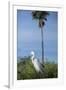 USA, Florida, Orlando. Great Egret at Gatorland.-Lisa S. Engelbrecht-Framed Photographic Print