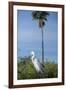 USA, Florida, Orlando. Great Egret at Gatorland.-Lisa S. Engelbrecht-Framed Photographic Print