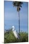 USA, Florida, Orlando. Great Egret at Gatorland.-Lisa S. Engelbrecht-Mounted Photographic Print