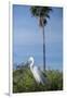 USA, Florida, Orlando. Great Egret at Gatorland.-Lisa S. Engelbrecht-Framed Photographic Print