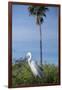 USA, Florida, Orlando. Great Egret at Gatorland.-Lisa S. Engelbrecht-Framed Photographic Print