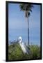 USA, Florida, Orlando. Great Egret at Gatorland.-Lisa S. Engelbrecht-Framed Photographic Print