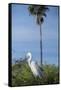 USA, Florida, Orlando. Great Egret at Gatorland.-Lisa S. Engelbrecht-Framed Stretched Canvas