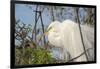 USA, Florida, Orlando. Great Egret at Gatorland.-Lisa S. Engelbrecht-Framed Photographic Print