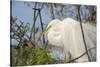 USA, Florida, Orlando. Great Egret at Gatorland.-Lisa S. Engelbrecht-Stretched Canvas