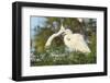 USA, Florida, Orlando. Great Egret at Gatorland.-Jim Engelbrecht-Framed Photographic Print