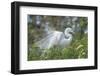 USA, Florida, Orlando. Great Egret at Gatorland.-Jim Engelbrecht-Framed Photographic Print