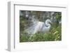 USA, Florida, Orlando. Great Egret at Gatorland.-Jim Engelbrecht-Framed Photographic Print