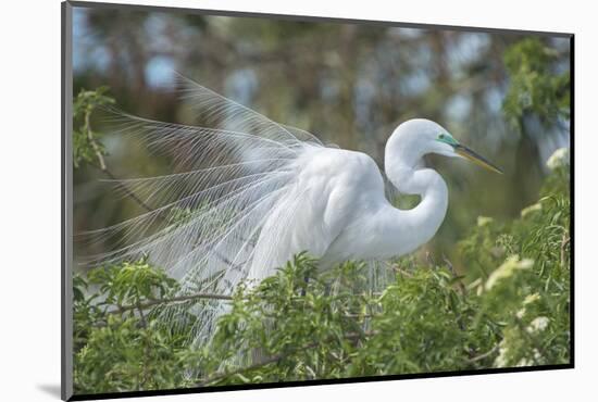 USA, Florida, Orlando. Great Egret at Gatorland.-Jim Engelbrecht-Mounted Photographic Print