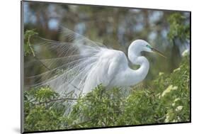 USA, Florida, Orlando. Great Egret at Gatorland.-Jim Engelbrecht-Mounted Photographic Print