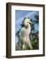 USA, Florida, Orlando. Great Egret at Gatorland.-Lisa S^ Engelbrecht-Framed Photographic Print