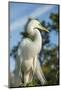 USA, Florida, Orlando. Great Egret at Gatorland.-Lisa S^ Engelbrecht-Mounted Photographic Print