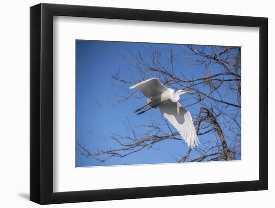 USA, Florida, Orlando. Great Egret at Gatorland.-Lisa S. Engelbrecht-Framed Photographic Print