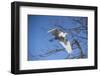 USA, Florida, Orlando. Great Egret at Gatorland.-Lisa S. Engelbrecht-Framed Photographic Print