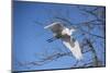 USA, Florida, Orlando. Great Egret at Gatorland.-Lisa S. Engelbrecht-Mounted Photographic Print