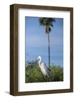 USA, Florida, Orlando. Great Egret at Gatorland.-Lisa S. Engelbrecht-Framed Photographic Print