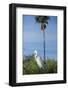 USA, Florida, Orlando. Great Egret at Gatorland.-Lisa S. Engelbrecht-Framed Photographic Print