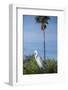 USA, Florida, Orlando. Great Egret at Gatorland.-Lisa S. Engelbrecht-Framed Photographic Print