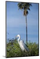 USA, Florida, Orlando. Great Egret at Gatorland.-Lisa S. Engelbrecht-Mounted Photographic Print