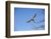 USA, Florida, Orlando. Great Egret at Gatorland.-Lisa S. Engelbrecht-Framed Photographic Print