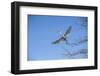 USA, Florida, Orlando. Great Egret at Gatorland.-Lisa S. Engelbrecht-Framed Photographic Print