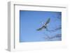 USA, Florida, Orlando. Great Egret at Gatorland.-Lisa S. Engelbrecht-Framed Photographic Print