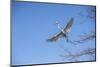 USA, Florida, Orlando. Great Egret at Gatorland.-Lisa S. Engelbrecht-Mounted Photographic Print