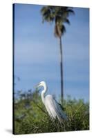 USA, Florida, Orlando. Great Egret at Gatorland.-Lisa S. Engelbrecht-Stretched Canvas