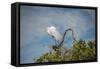 USA, Florida, Orlando, Great Egret, Gatorland-Lisa S. Engelbrecht-Framed Stretched Canvas