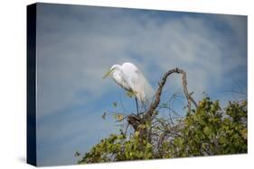 USA, Florida, Orlando, Great Egret, Gatorland-Lisa S. Engelbrecht-Stretched Canvas