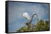 USA, Florida, Orlando, Great Egret, Gatorland-Lisa S. Engelbrecht-Framed Stretched Canvas