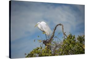 USA, Florida, Orlando, Great Egret, Gatorland-Lisa S. Engelbrecht-Stretched Canvas