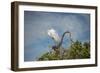 USA, Florida, Orlando, Great Egret, Gatorland-Lisa S. Engelbrecht-Framed Photographic Print