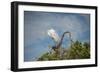 USA, Florida, Orlando, Great Egret, Gatorland-Lisa S. Engelbrecht-Framed Photographic Print