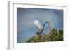 USA, Florida, Orlando, Great Egret, Gatorland-Lisa S. Engelbrecht-Framed Photographic Print