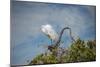 USA, Florida, Orlando, Great Egret, Gatorland-Lisa S. Engelbrecht-Mounted Photographic Print