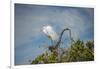 USA, Florida, Orlando, Great Egret, Gatorland-Lisa S. Engelbrecht-Framed Photographic Print