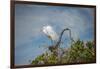 USA, Florida, Orlando, Great Egret, Gatorland-Lisa S. Engelbrecht-Framed Photographic Print