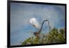 USA, Florida, Orlando, Great Egret, Gatorland-Lisa S. Engelbrecht-Framed Photographic Print